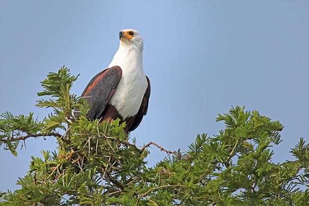 Falcon Ridge Bird of Prey Centre